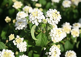 馬纓丹,觀賞植物,白