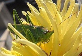 蚱蜢,花園,開花