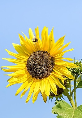 太陽花,花,廠