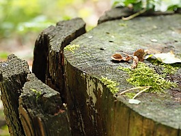 木,苔,模式