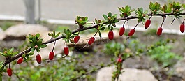小檗,莓果,性質(zhì)