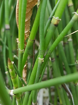 竹,森林,綠色