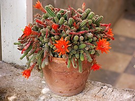 仙人掌,開(kāi)花的仙人掌,平鋪