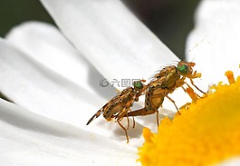 昆蟲,性質,活