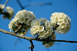 櫻桃,花卉,春