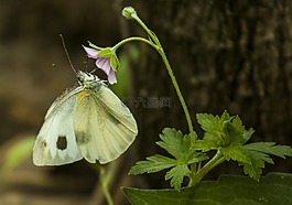 蝴蝶,昆蟲,花