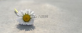 花,雛菊,白