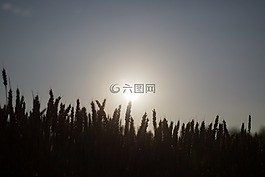 月亮,月光,原野