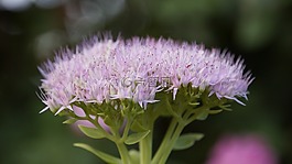 昆蟲(chóng),花,紫色