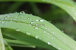 葉草,一滴水,雨