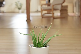 蘆薈,植物,辦公室