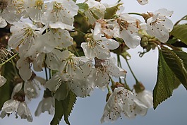 鮮花,雨,白