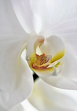 蘭花,花,開(kāi)花