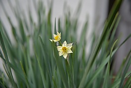 喇叭水仙,花,綠色