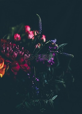 植物,花,玫瑰