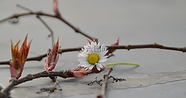 花,雛菊,白