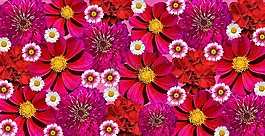 鮮花,性質(zhì),植物群