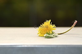 蒲公英,黃色,綠色