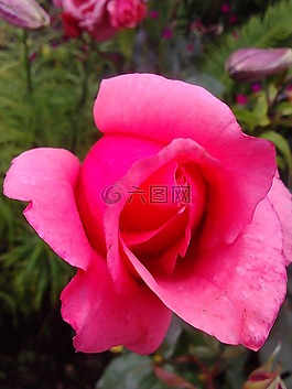 玫瑰,鮮花,粉紅玫瑰