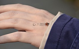 手,瓢虫,性质