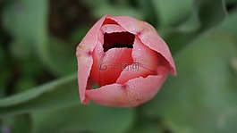 郁金香,花,春天