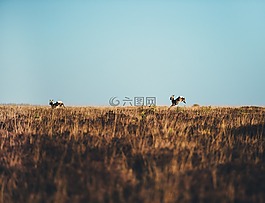 動物,親愛的,運行