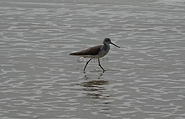 桑德林,鳥,動物群