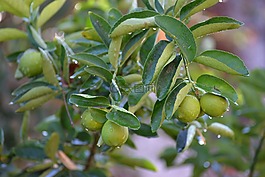 檸檬,酸橙,綠色