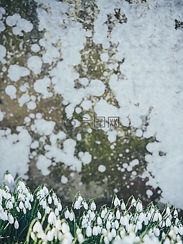 植物,花,郁金香