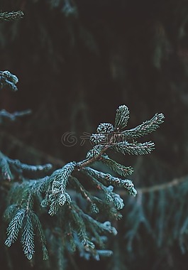 植物,樹,松