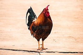 雞,動物,動物園