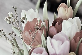 郁金香,開花,花