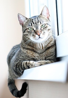 貓,小貓,動物