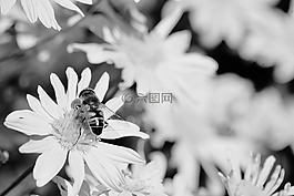 植物,花,花瓣