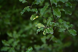 葉,光,結(jié)構(gòu)