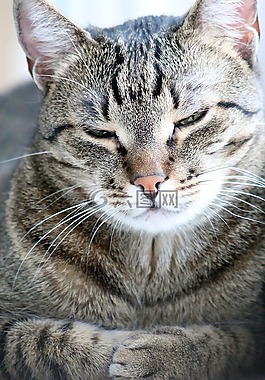 貓,小貓,動物