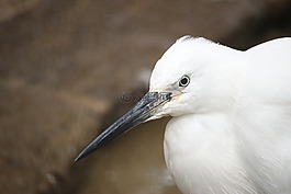 鳥,白,水