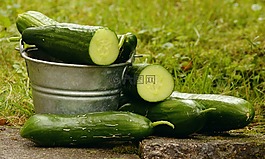 黃瓜,花園,收獲
