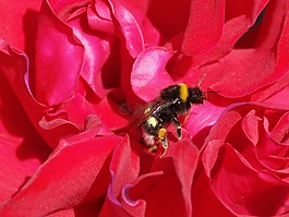 蜜蜂,花,性質(zhì)