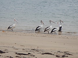 澳洲鵜鶘,pelecanus conspicillatus,水鳥