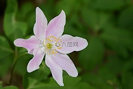 野生花卉,粉色,性質(zhì)