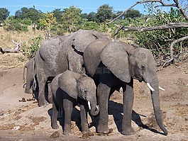 象,嬰兒,野生動物