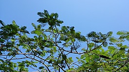 樹,葉子,綠色