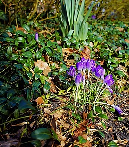 藏紅花,開花,春天