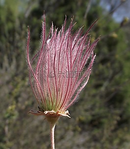 fallugia paradoxa,花,植物