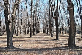 森林,樹,秋