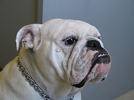 牛頭犬,狗,英語