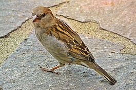 麻雀,鳥(niǎo),動(dòng)物