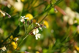 蜜蜂,花,黃色