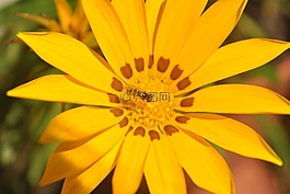 花,黃色花,蜜蜂